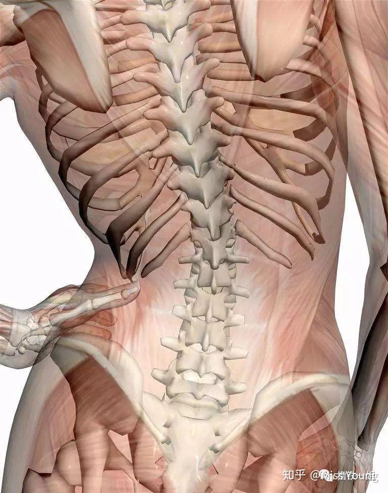 如何有效锻炼上背部肌肉