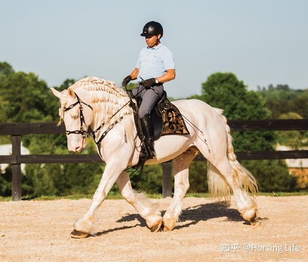 挽马为什么不能骑