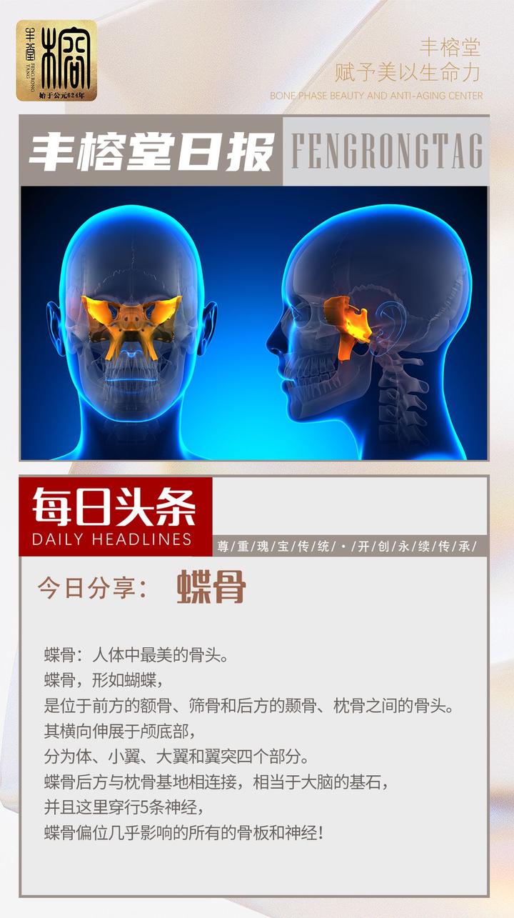 蝶骨,人体中最美的骨头