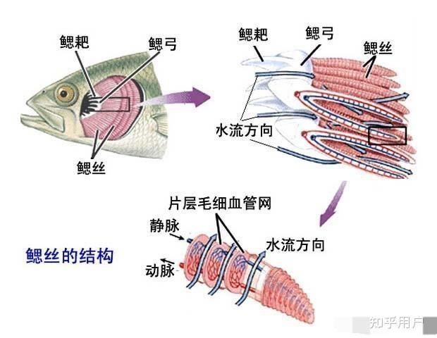弓鱼术是真的吗? - 知乎