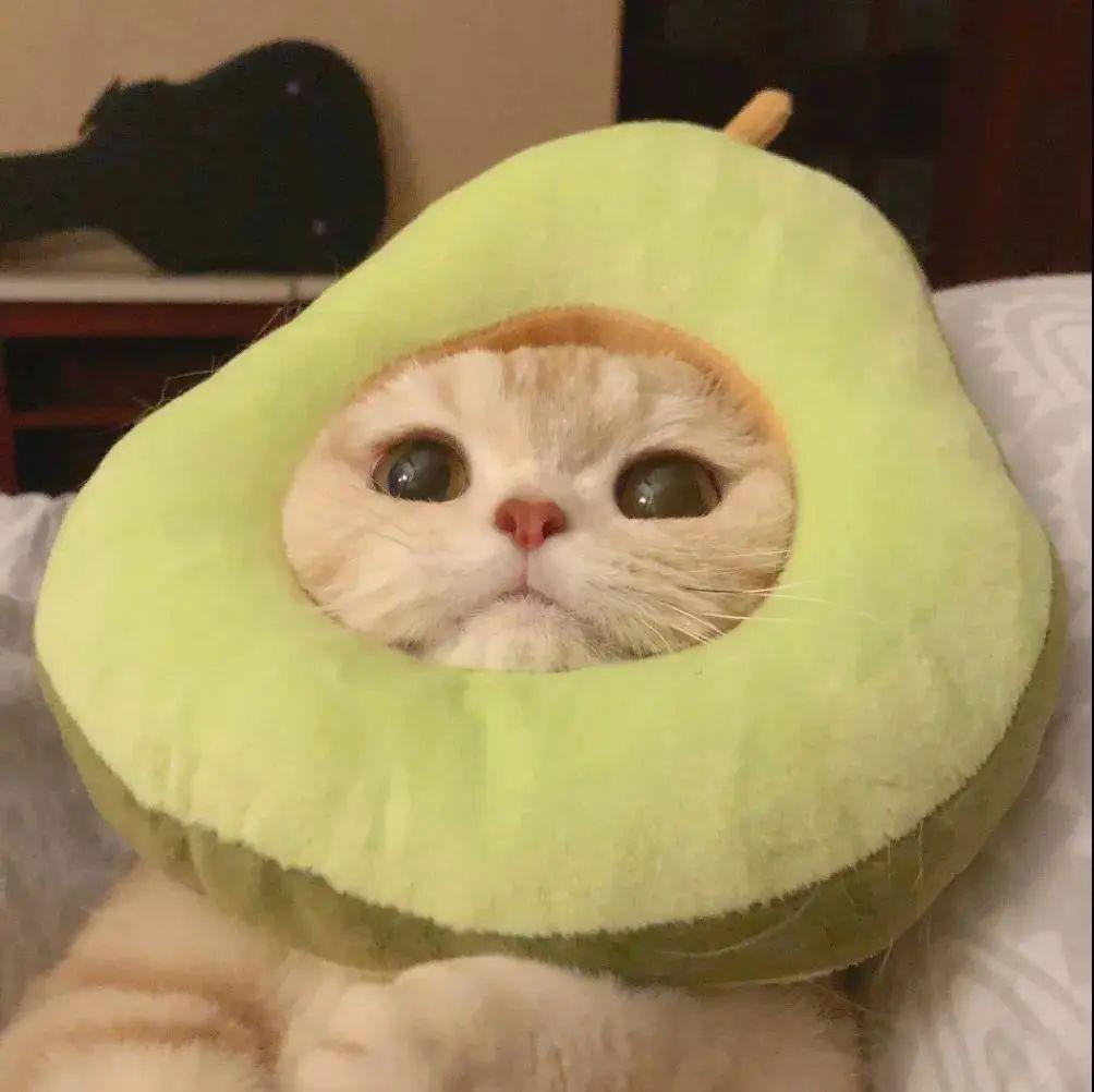 请问有好看的动物头像吗? - 知乎