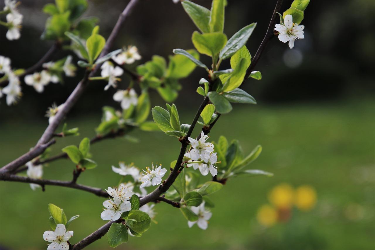 3. 海棠摘心时机