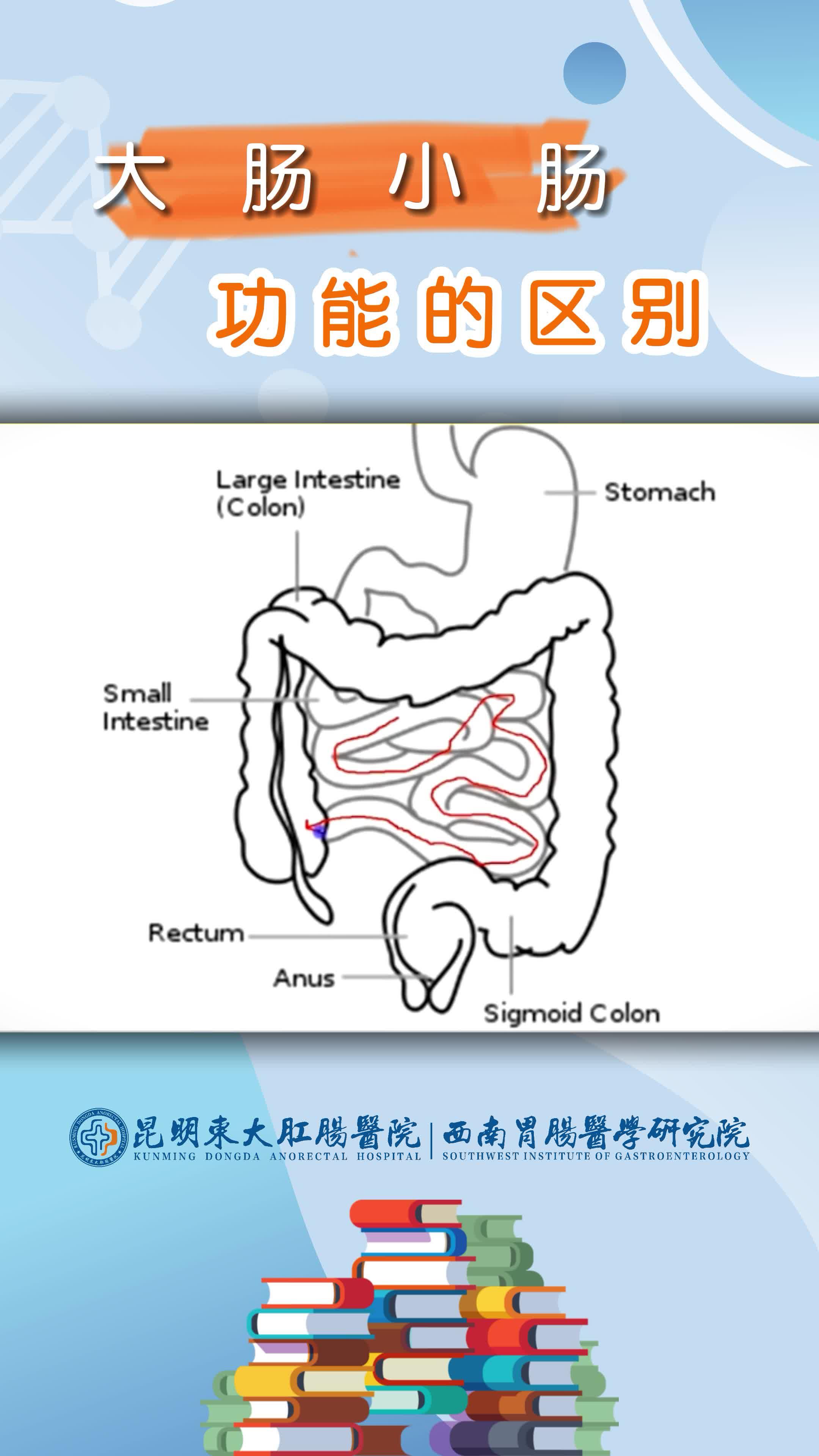 大肠小肠作用图片