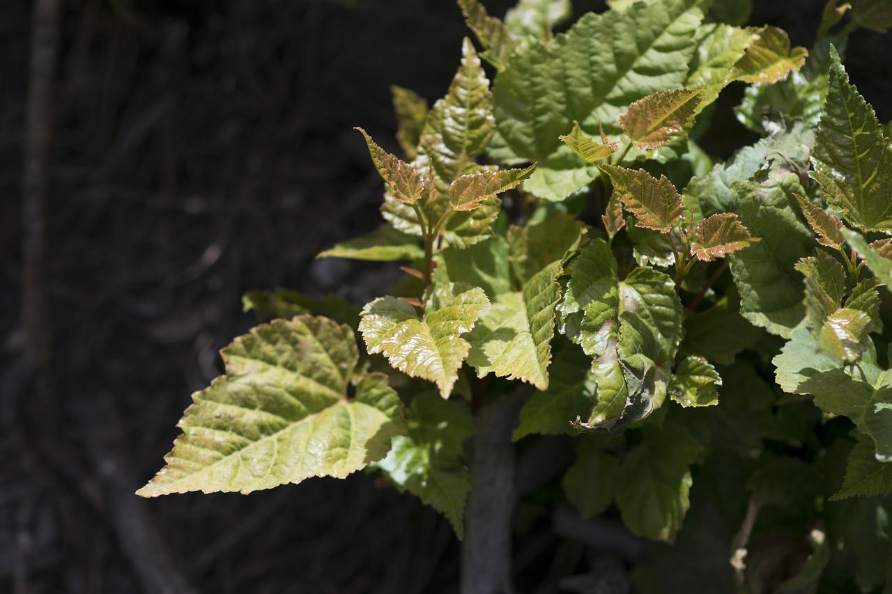 4. 剪枝后养护要点