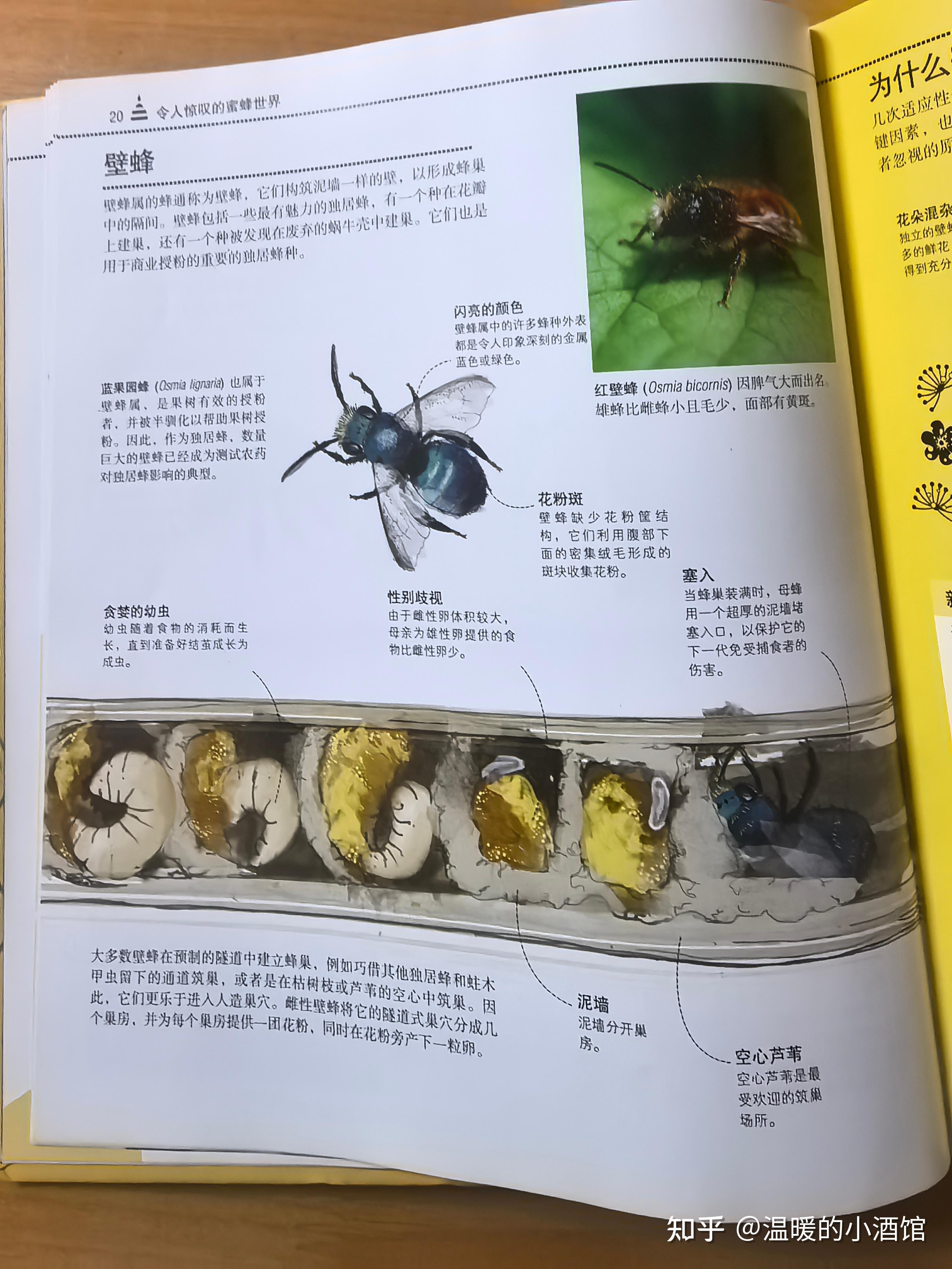 蜜蜂建造蜂巢的具体过程是怎样的?