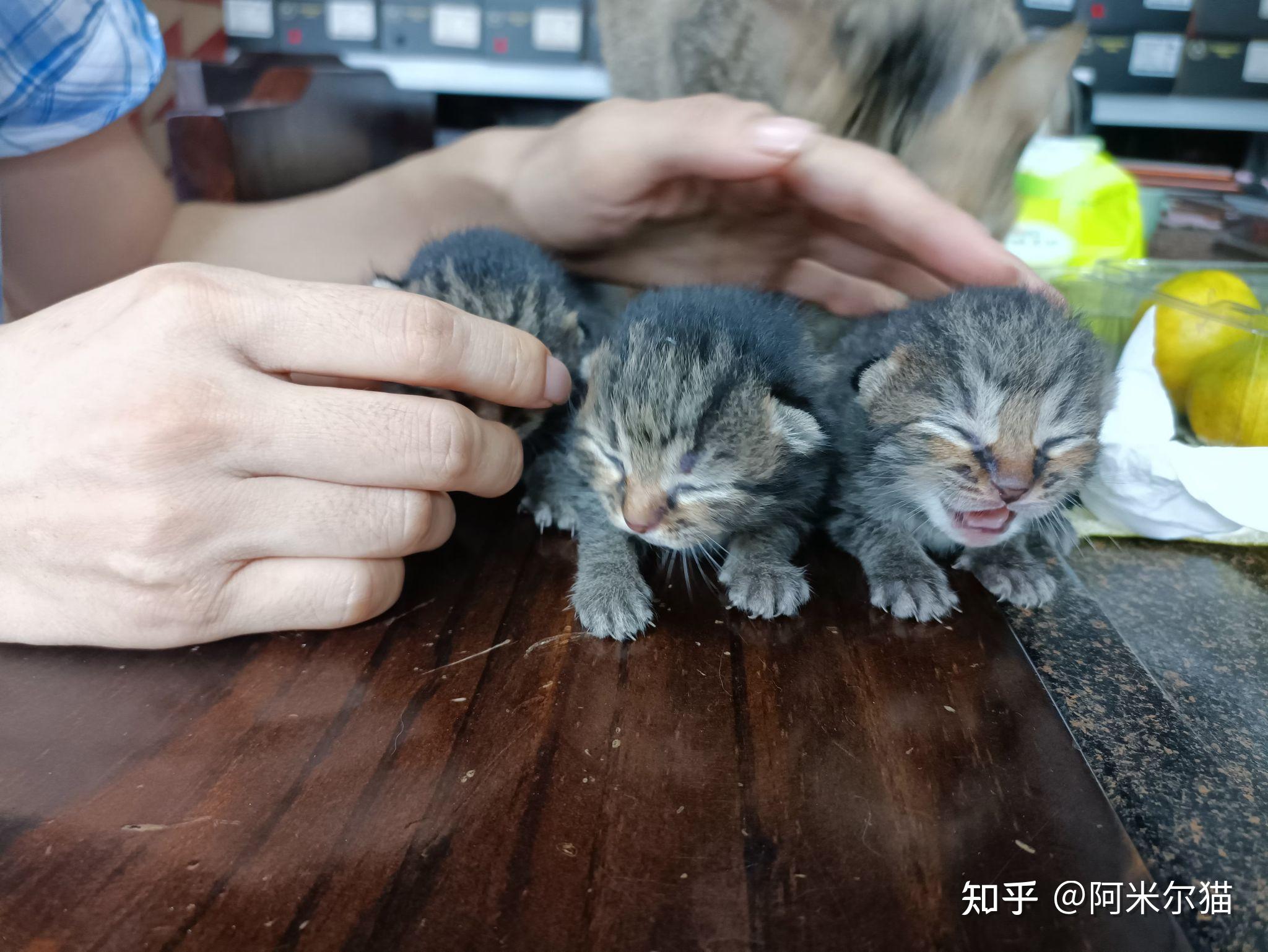 蓝猫爸爸和狸花猫妈妈生出来的孩子长什么样? - 知乎