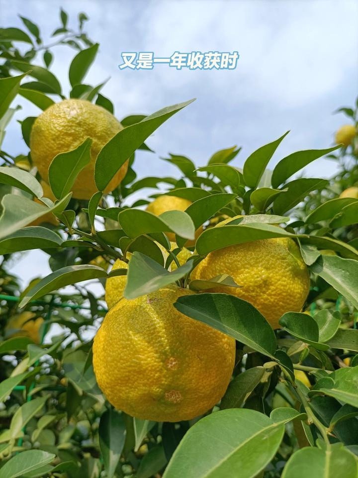 日本柚子Yuzu、香柚汁、香柚浆、糖渍皮等日本柚子汁烘焙原料 - 知乎