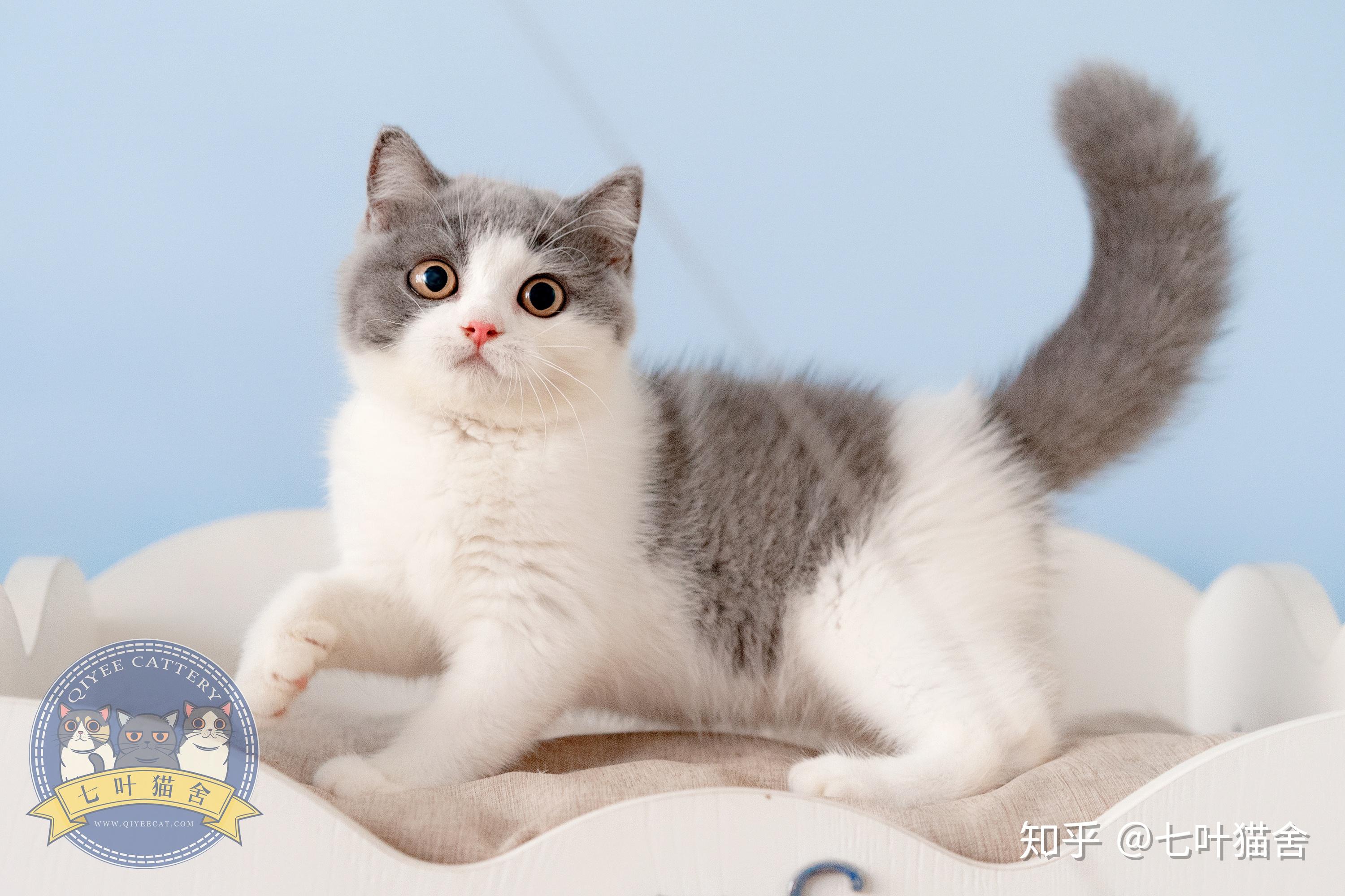 广州有英短蓝白猫舍推荐吗