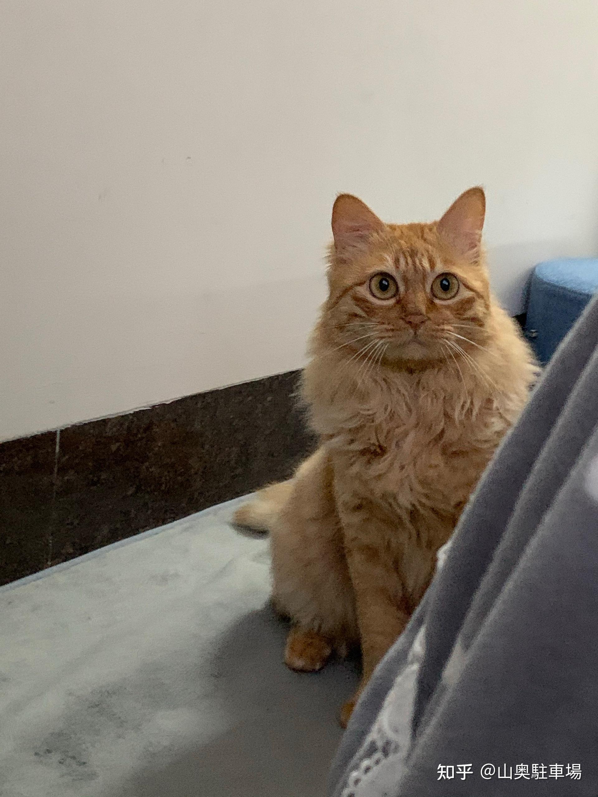 纯种狮子猫和橘猫生出的小猫是什么样的? - 知乎