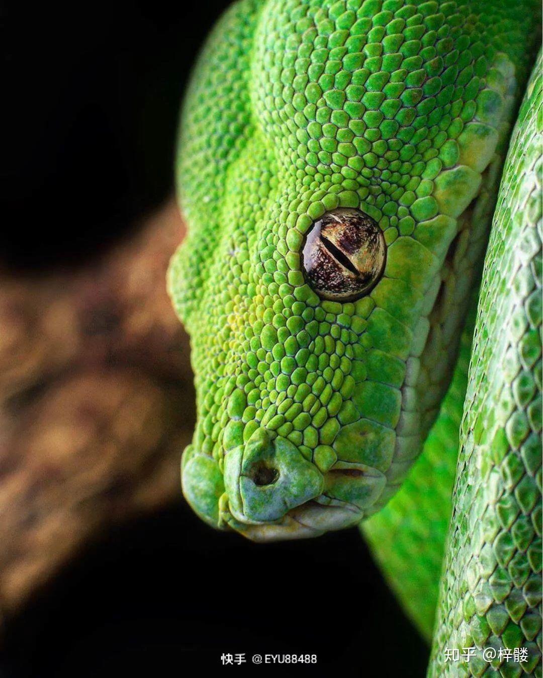 有没有好看的蛇图啊想拿来当壁纸