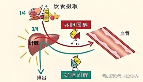 它是“坏胆固醇”克星,常吃血管更健康,很多人却不知道 - 知乎