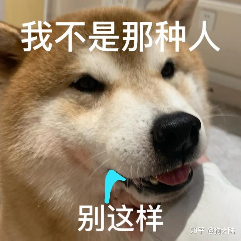 柴犬好养吗?5年亲身经历告诉你! - 知乎