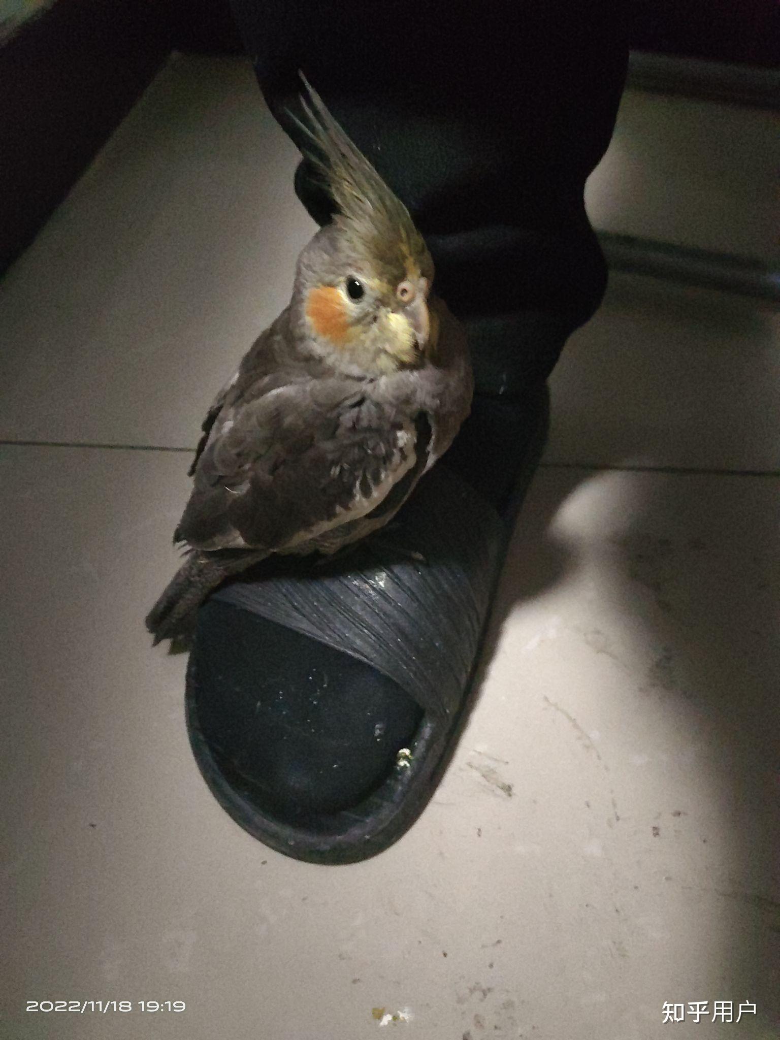 如何养一只玄凤鹦鹉,并和他成为朋友?