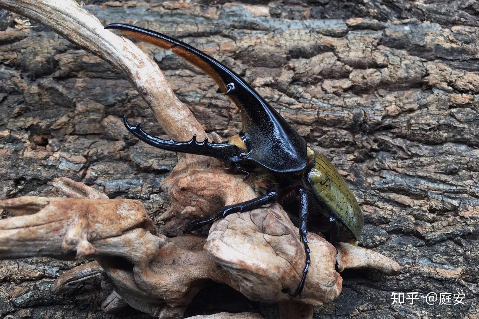 大兜虫怎样养啊