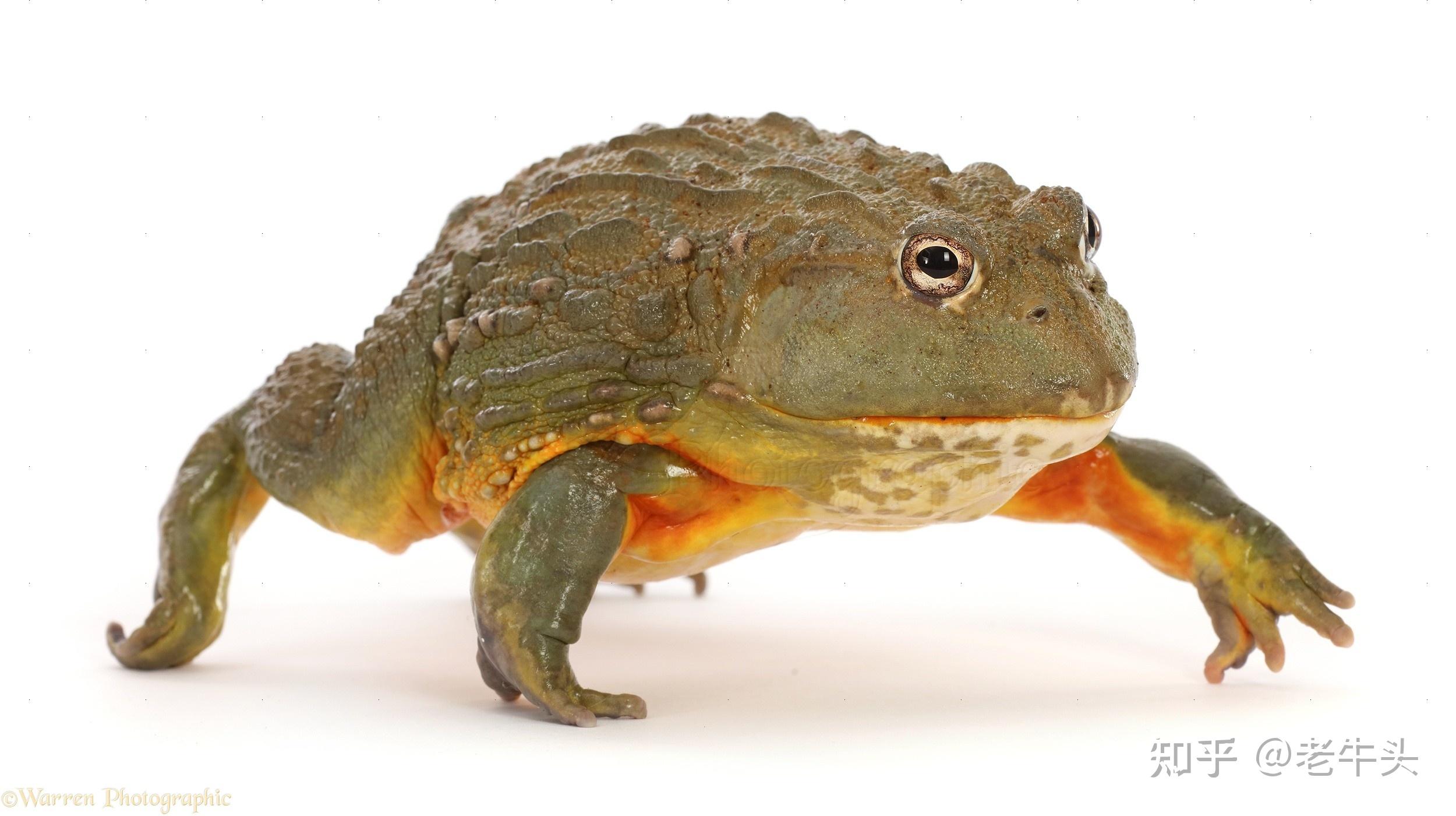 宠物市场上出售的「非洲牛蛙」跟超市里卖的几十元一只的牛蛙有何区别