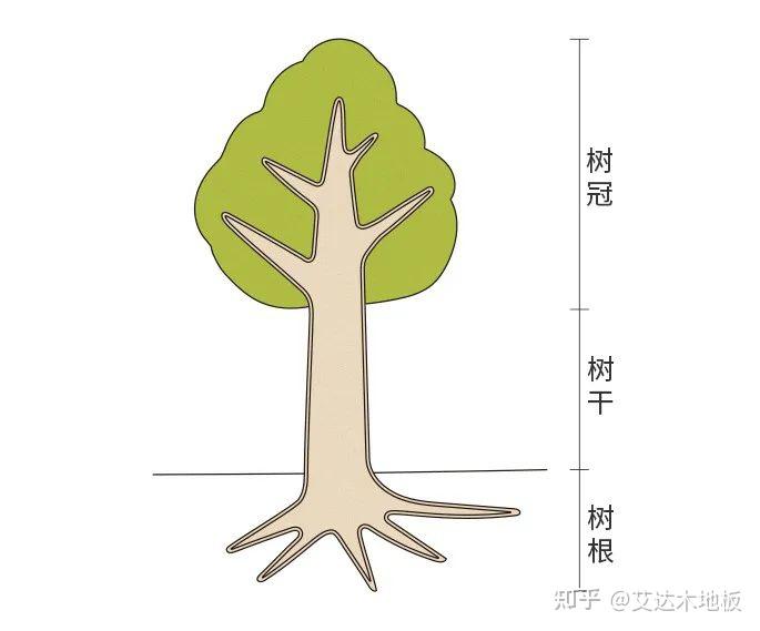 艾达木地板丨Woodtec朝日木泰科·树的这些部位,叫什么? - 知乎