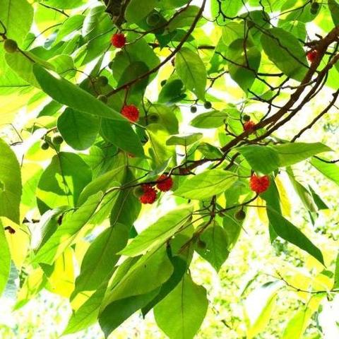构树 - 知乎
