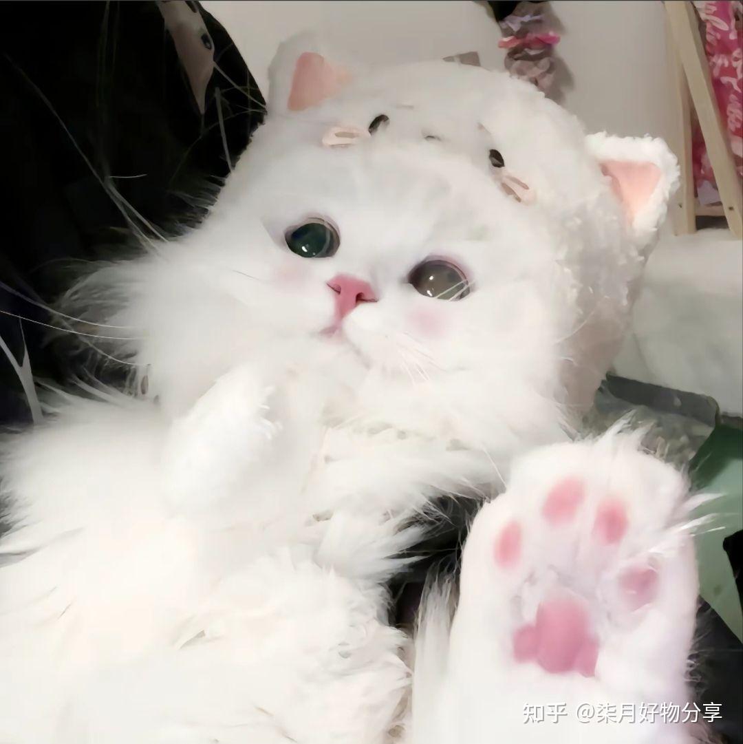 超级超级可爱的猫猫图~喵喵喵 - 知乎
