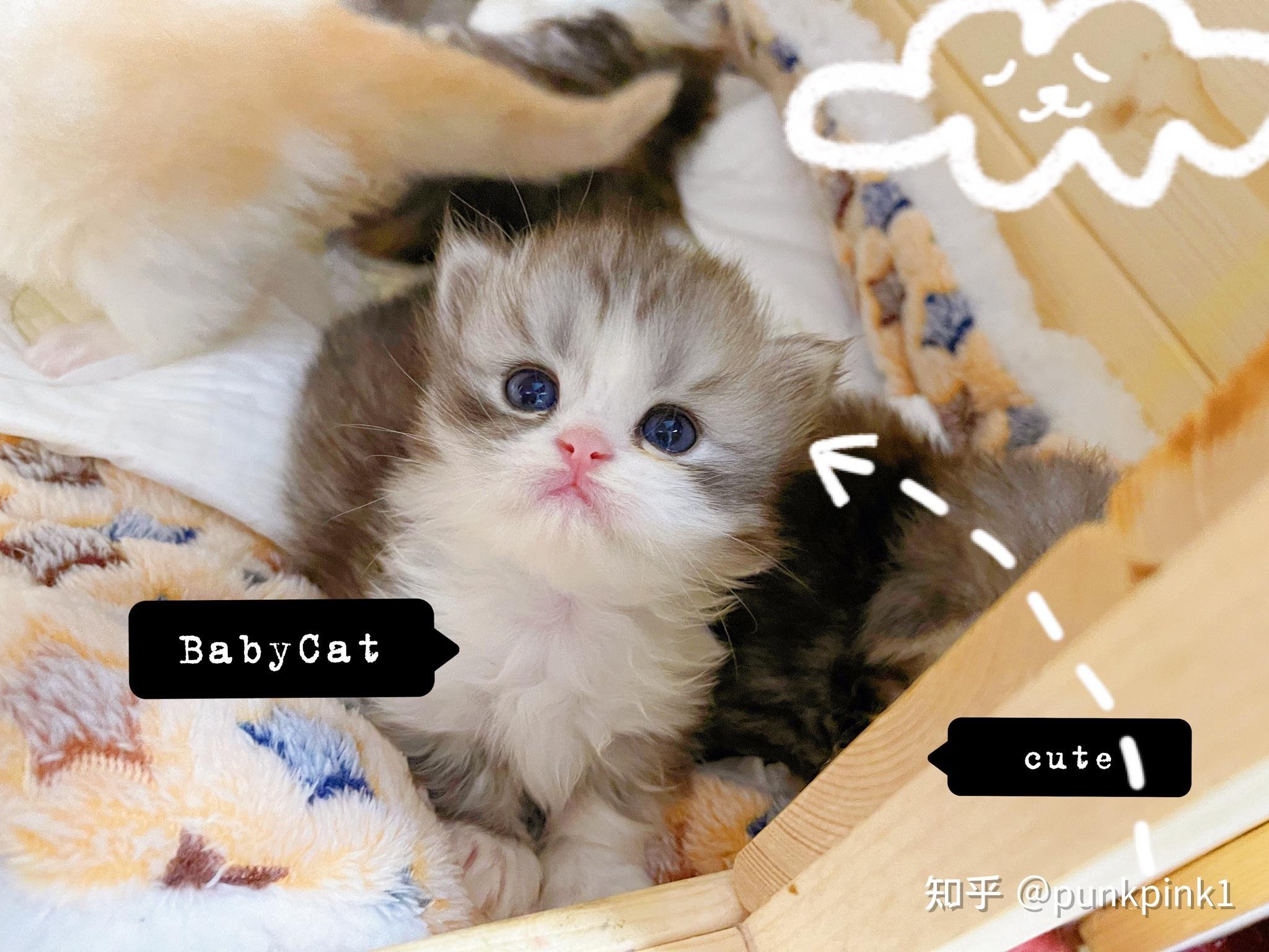 三花曼基康配金吉拉生出的猫猫什么样? - 知乎