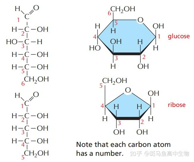 六碳糖结构图图片