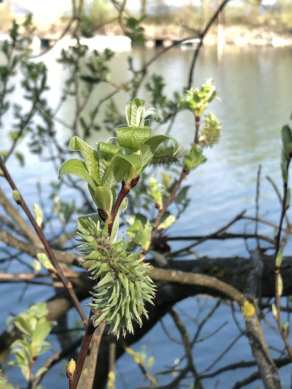 4. 黄雁村交通指南