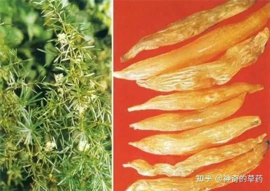 中药材：天冬 - 知乎