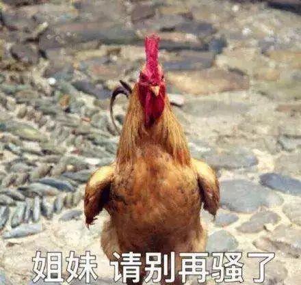 骚鸡表情包 - 知乎