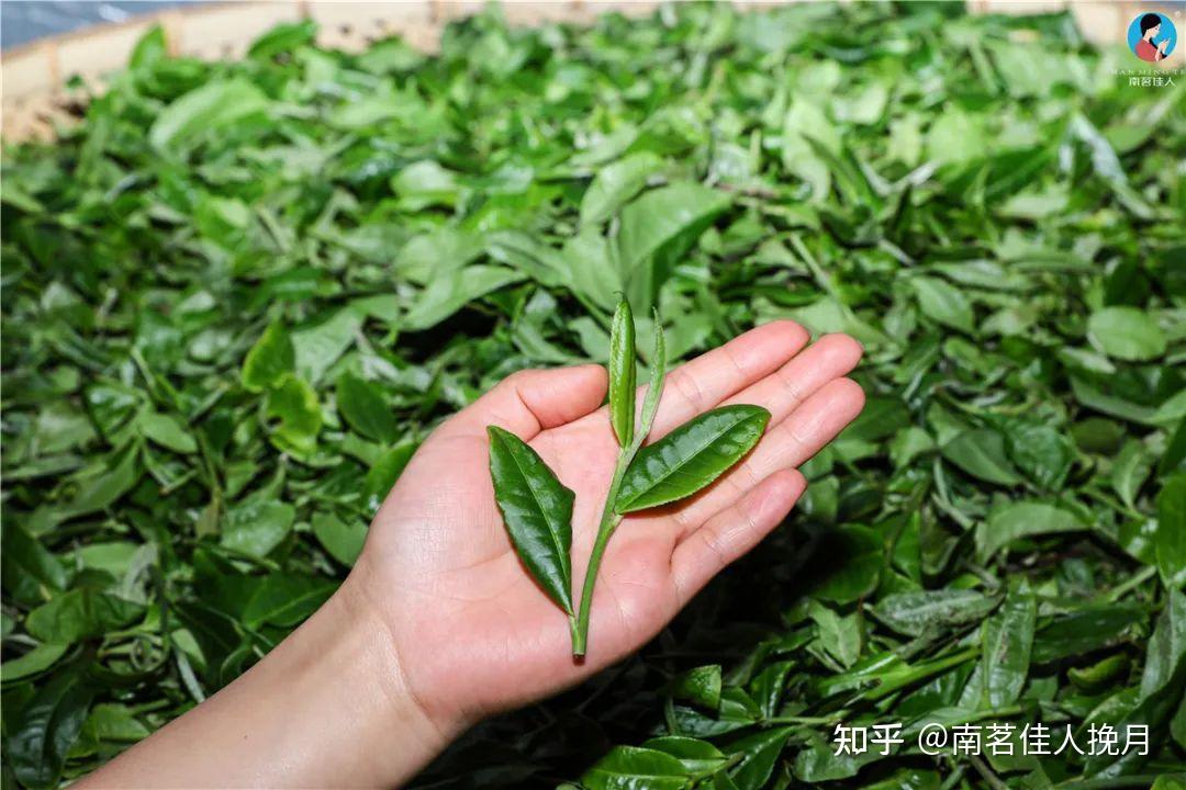 普洱茶叶子大小是评判茶叶品质的标准吗
