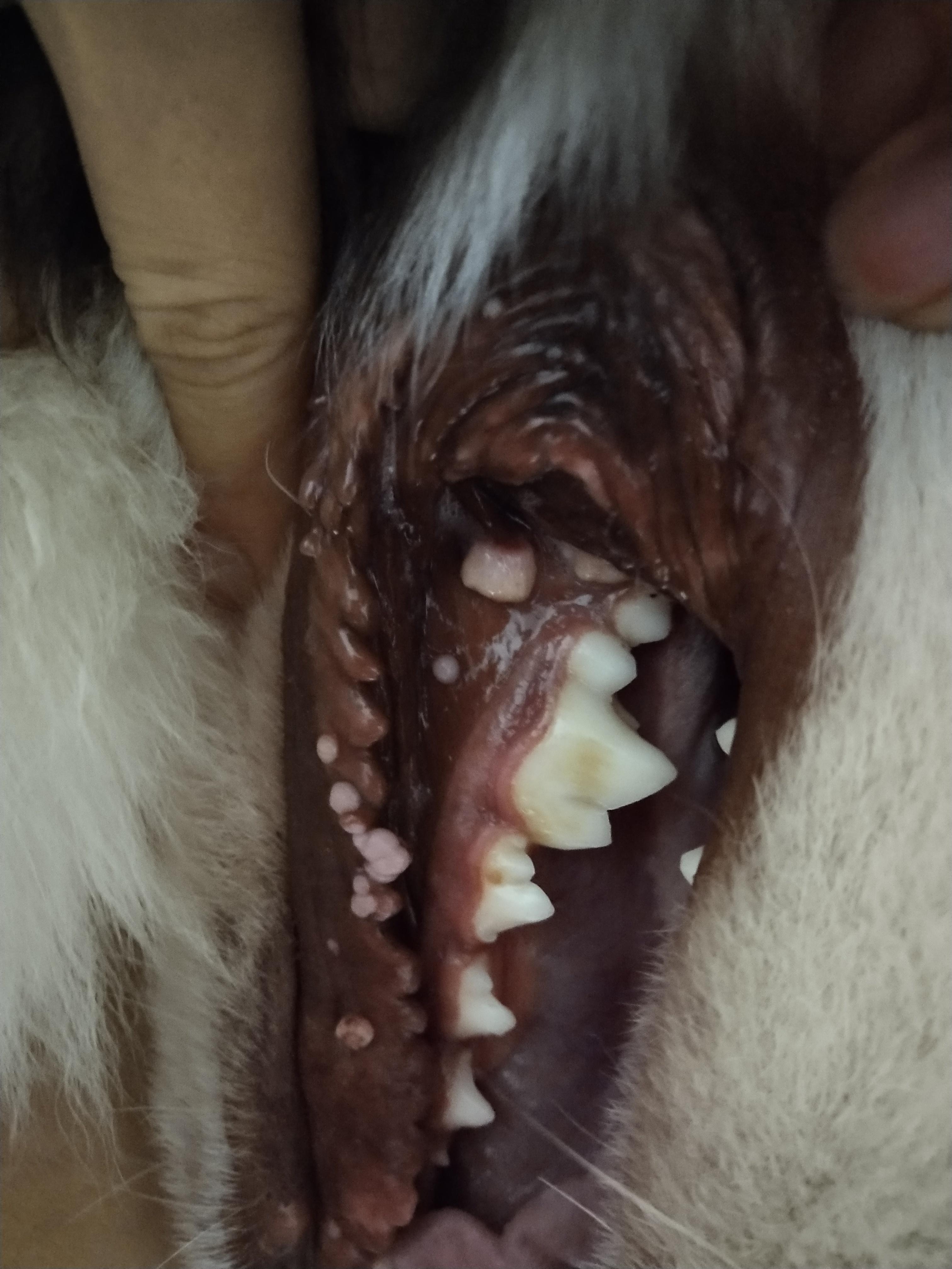 狗狗口腔里长菜花瘤如何治疗