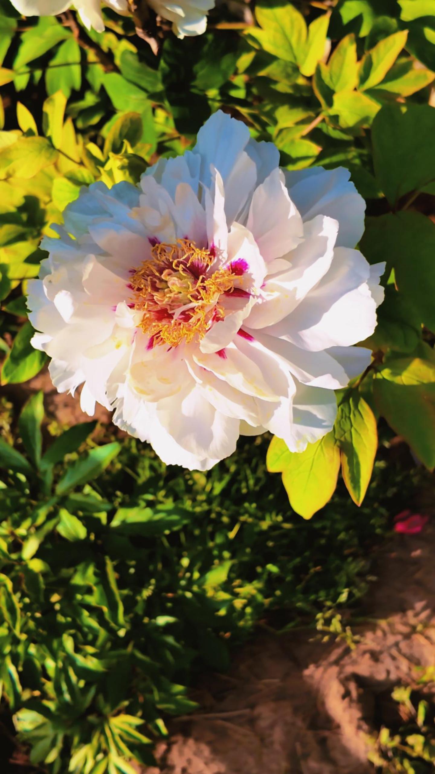 白牡丹丨牡丹园里的金丝白玉盘经历了狂风的洗礼,纯洁的花瓣又平添了