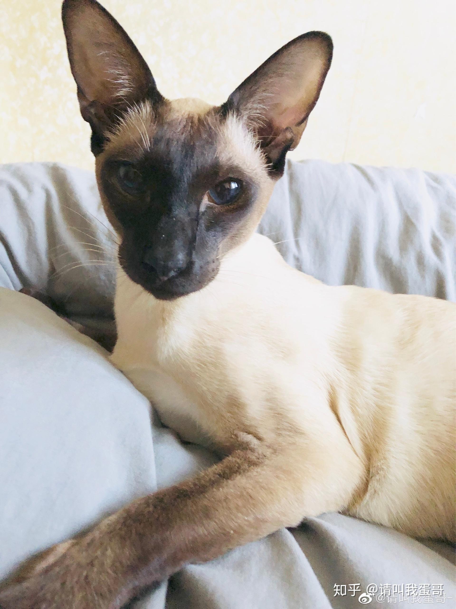 暹罗猫为什么被称作为猫中狗? - 知乎