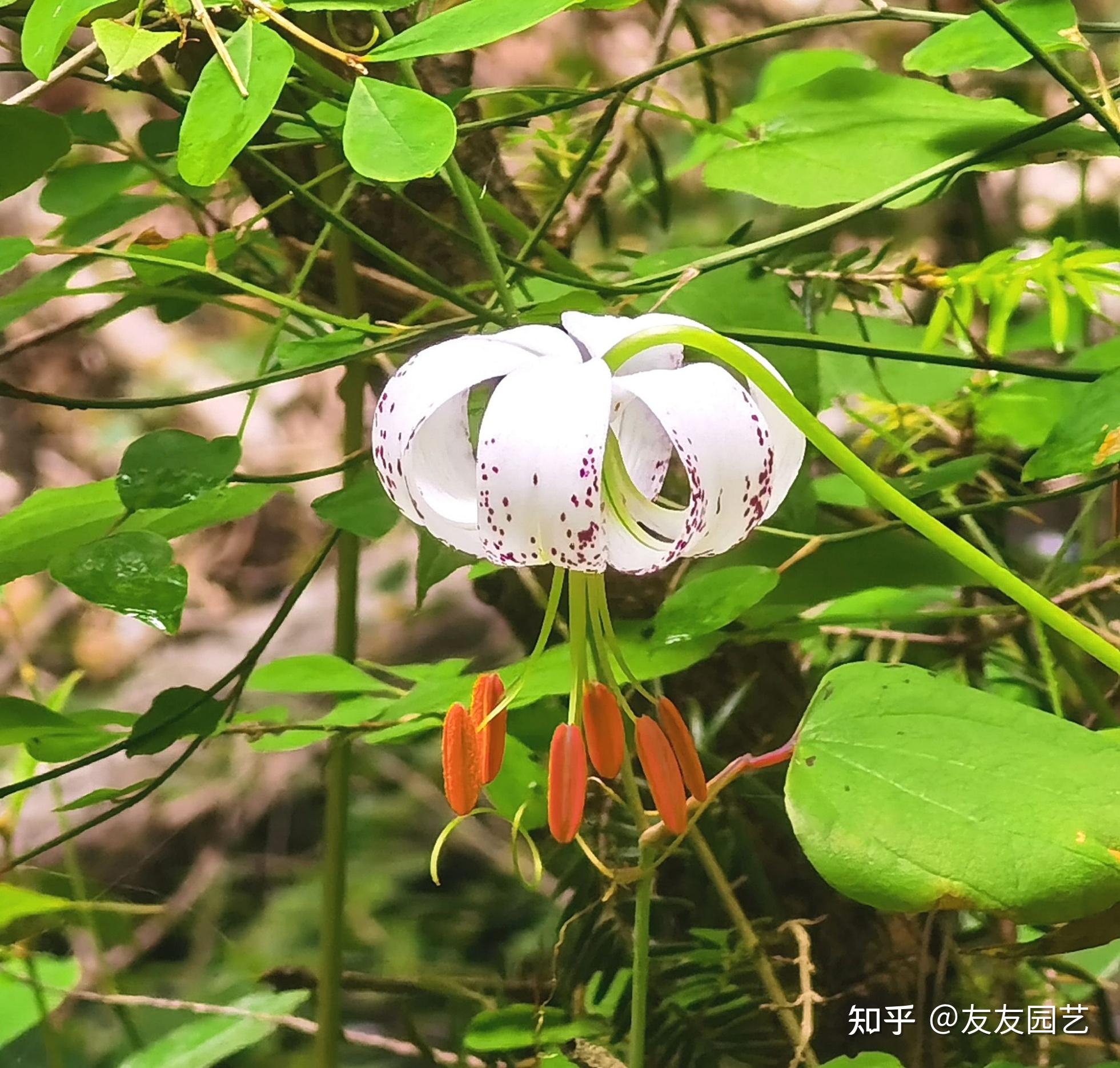 这个像灯笼的花是什么花?