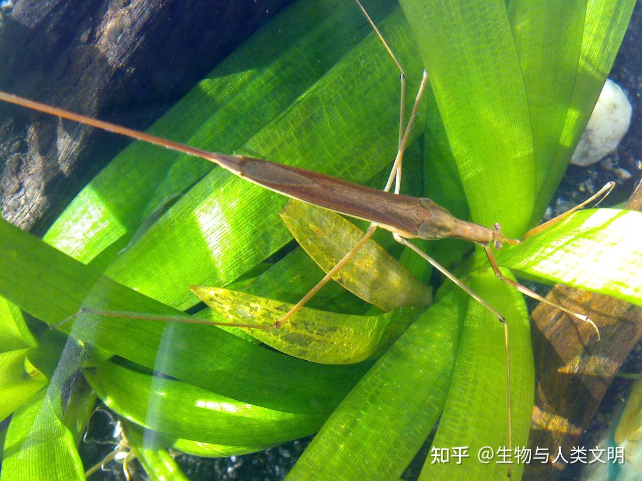 【动物界全系列】蝎椿象下目—蝎蝽科〈红娘华科〉 - 知乎