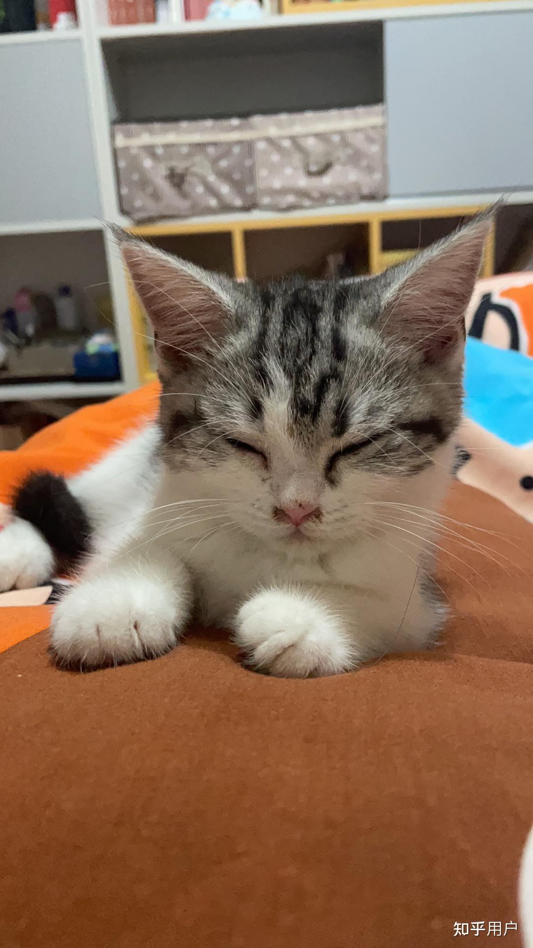 公猫多大就会发腮完毕呢？ - 知乎