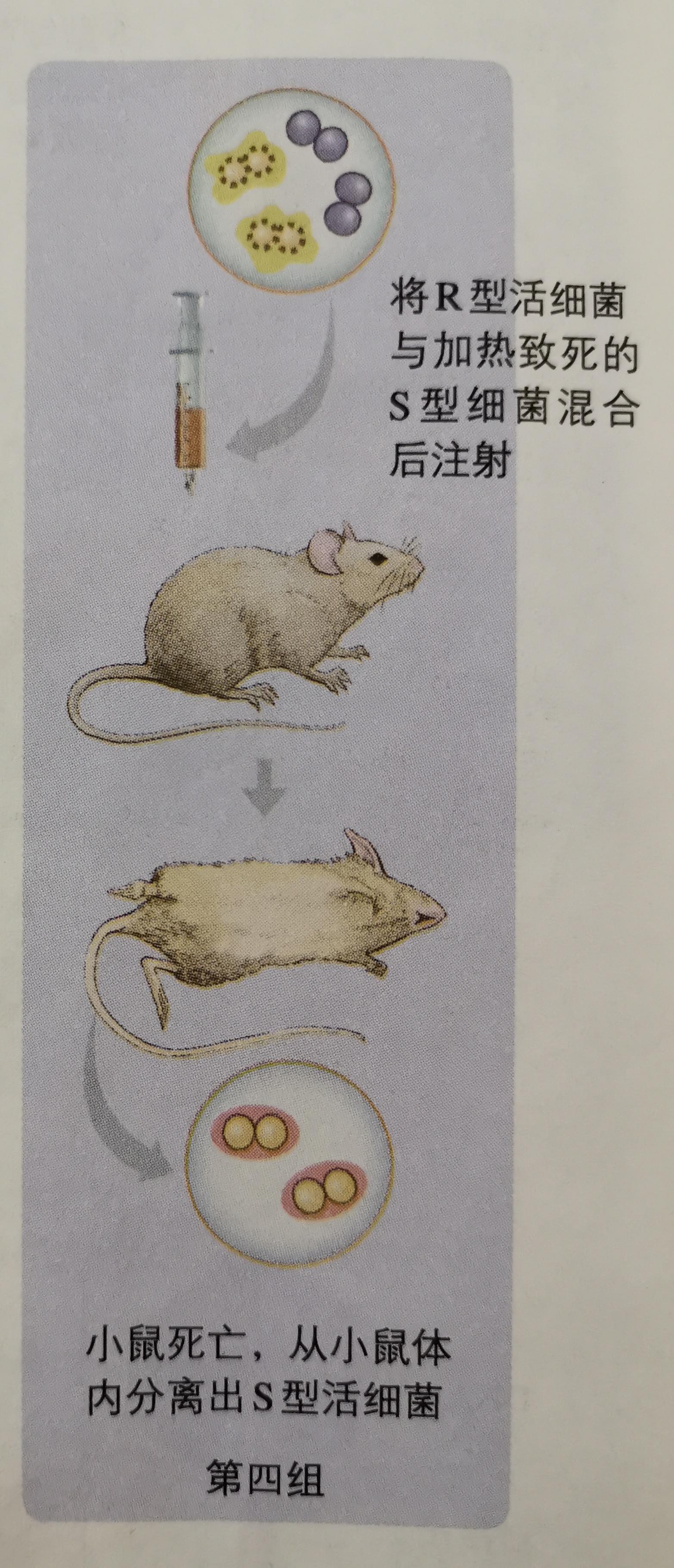 肺炎双球菌转化实验图片