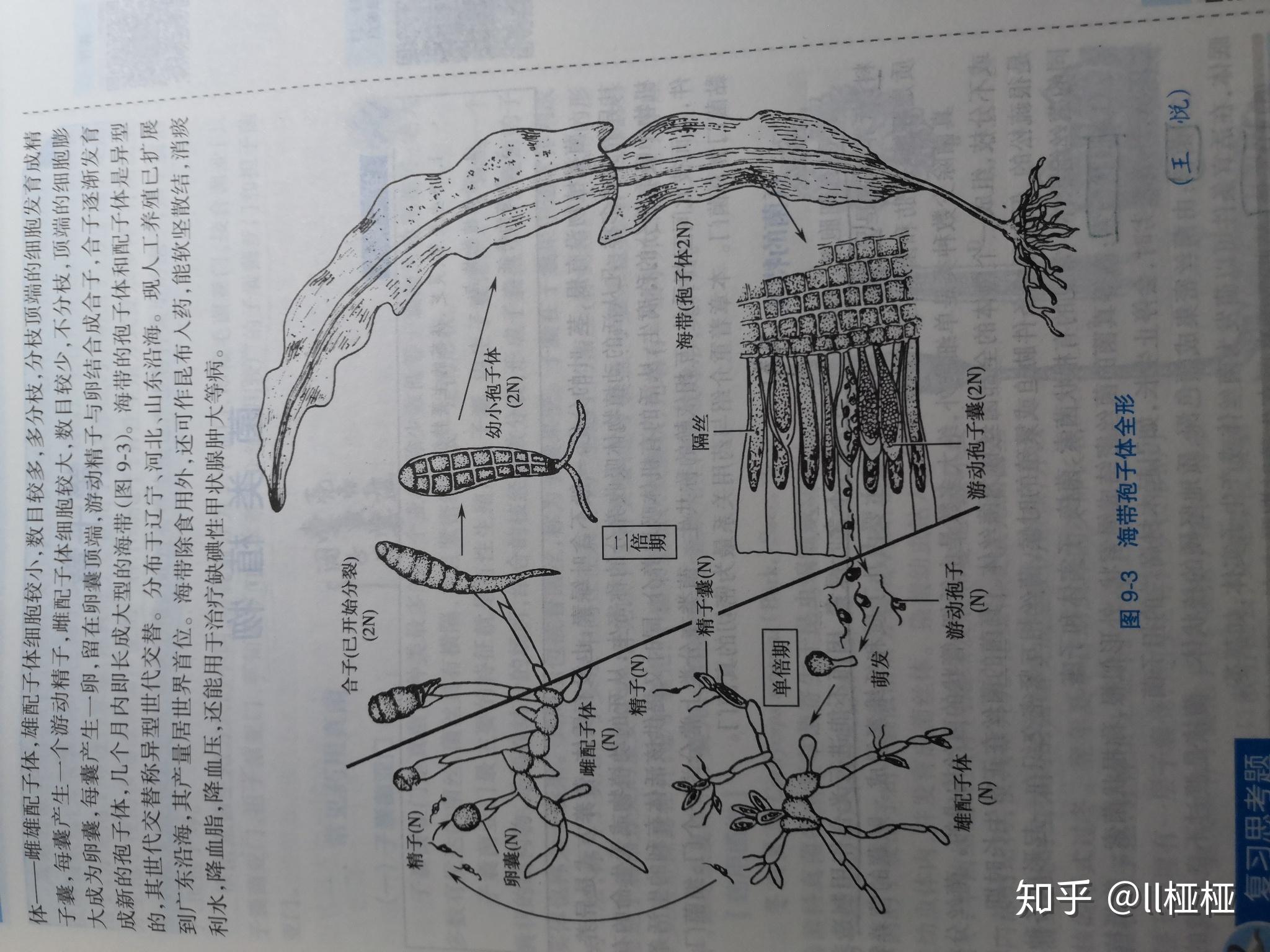 海带细胞结构图图片