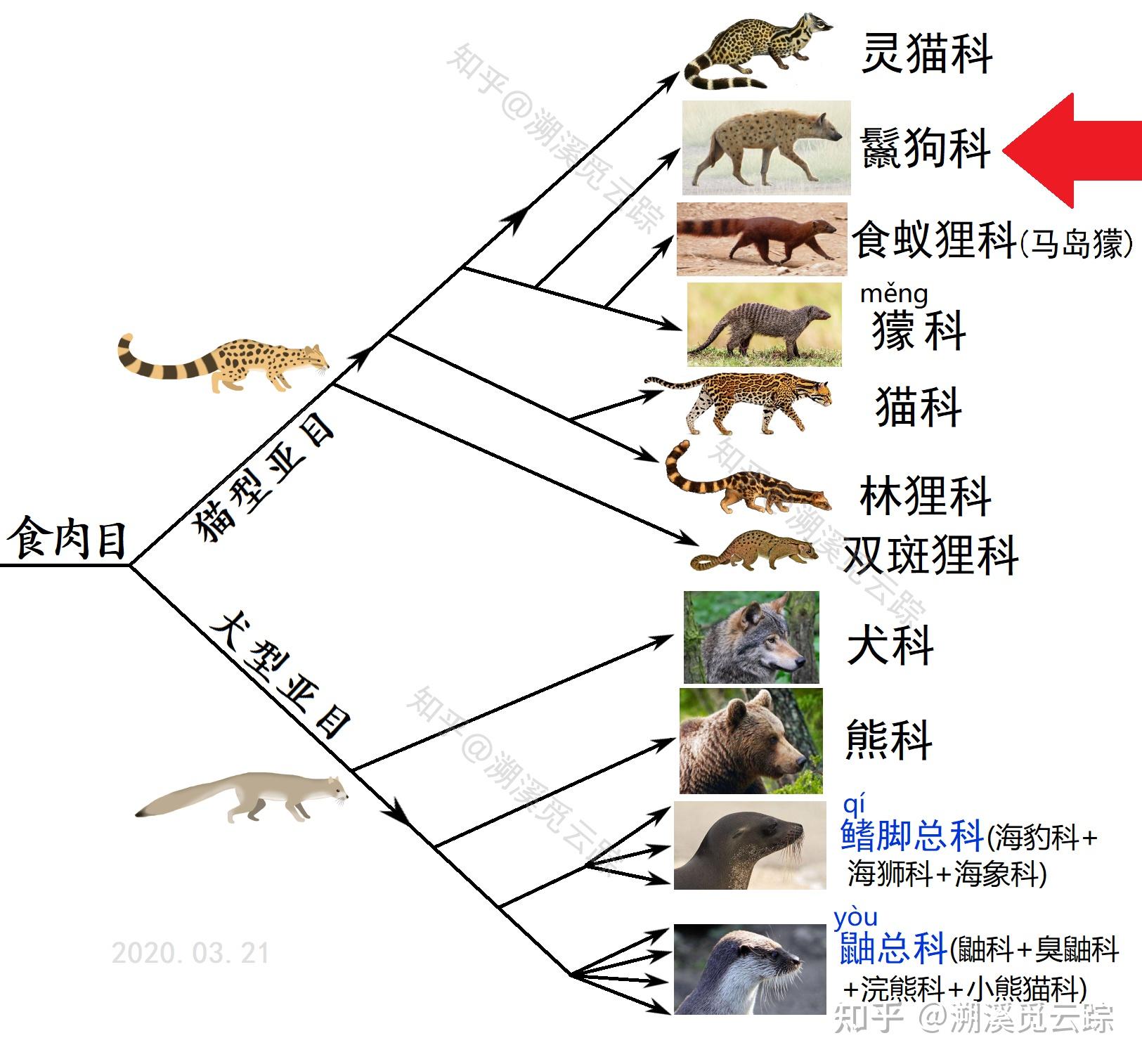 「斑鬣狗」是一种什么样的动物,为何其不是犬科动物? - 知乎