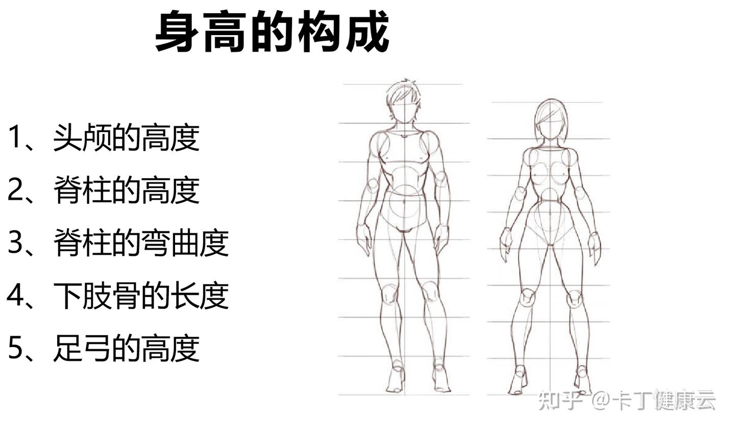 孩子长不高？那是因为你不了解身高的构成，科学长高拒绝焦虑！ - 知乎