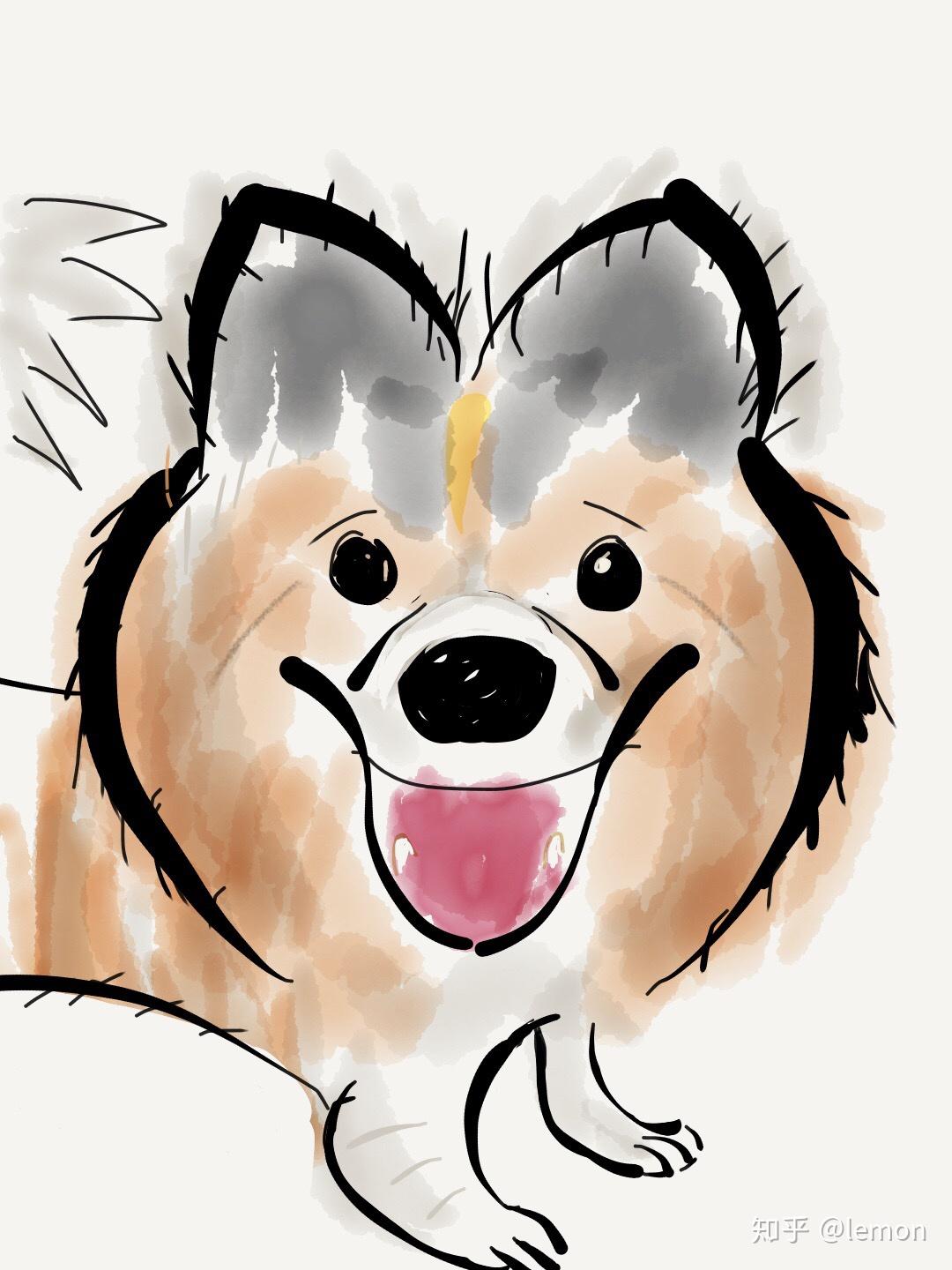 中华田园犬的颜值可以多高?