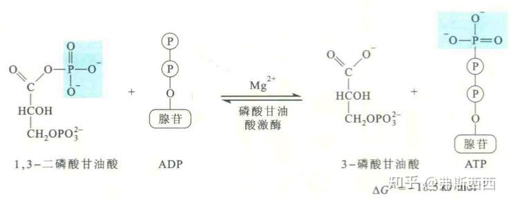 生化——糖酵解整理 - 知乎