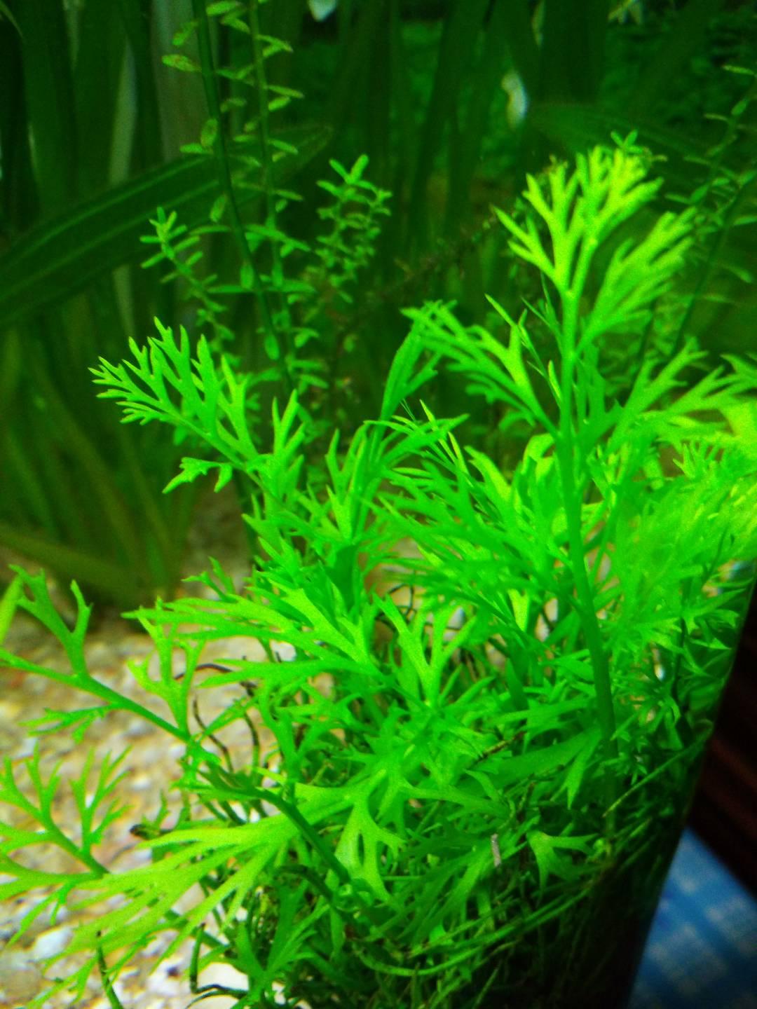 鱼缸里种什么种类的水草最容易打理? 请推荐几种好养好看的. - 知乎