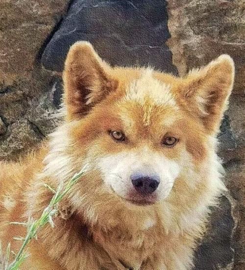 澳洲野狗和中华田园犬图片