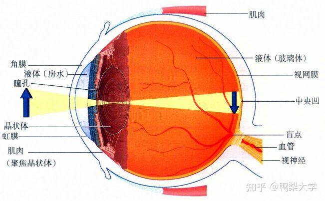 人的视觉是从哪里来的? - 知乎