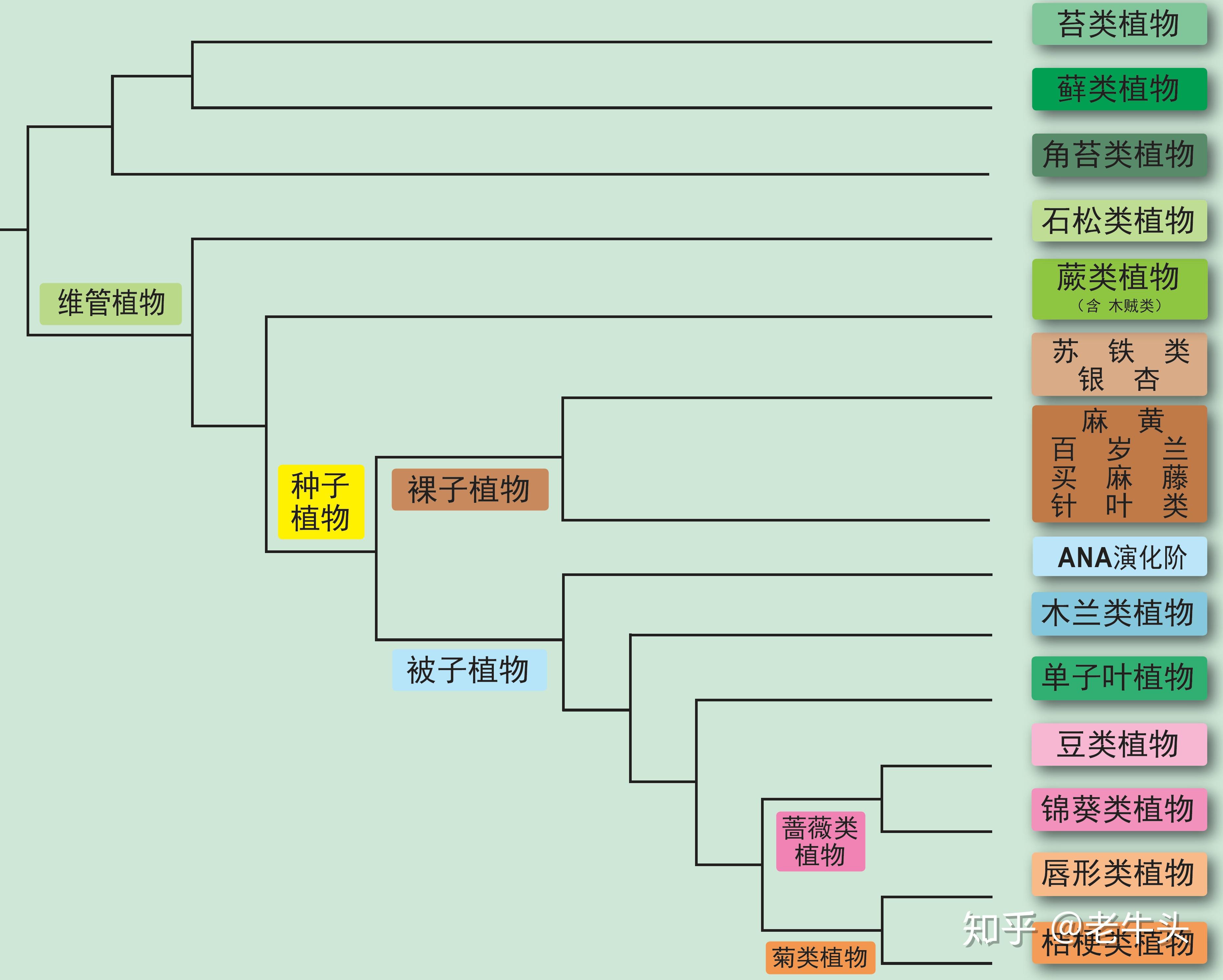 植物是怎么分类的