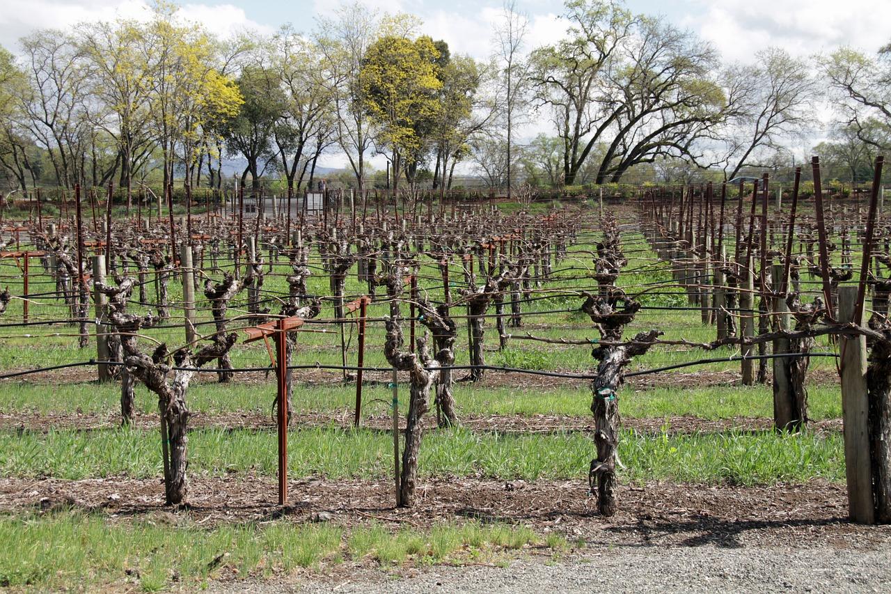 如何区分纳帕皮