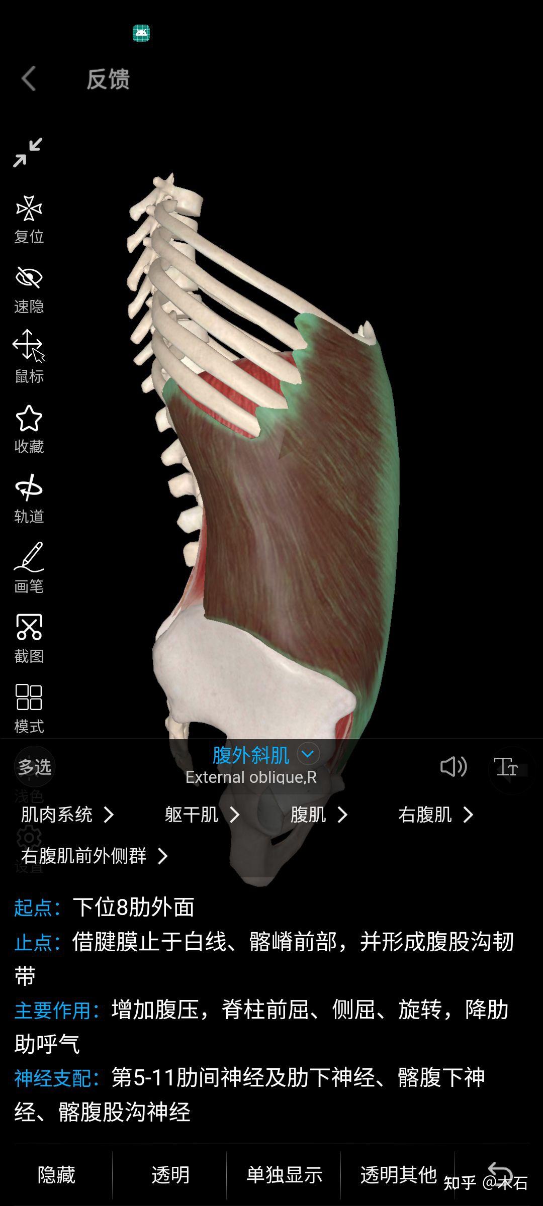 怎么解释腹外斜肌和腹内斜肌的起止点位置