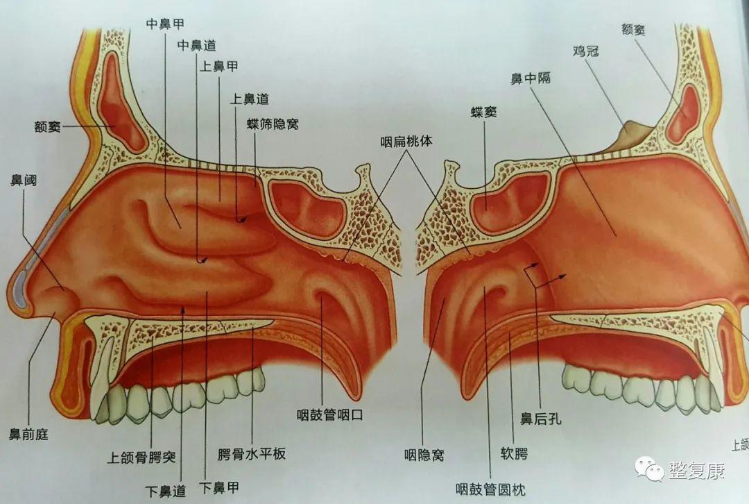 过敏性鼻炎原因?