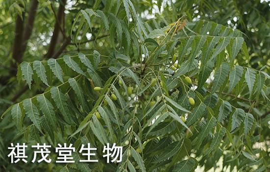 农作物驱虫杀虫印楝素川楝素的功能主治,印楝素川楝素蔬菜水果杀虫驱虫的应用 - 知乎