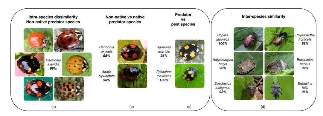 InsectNet：基于端到端机器学习管道实时识别昆虫 - 知乎