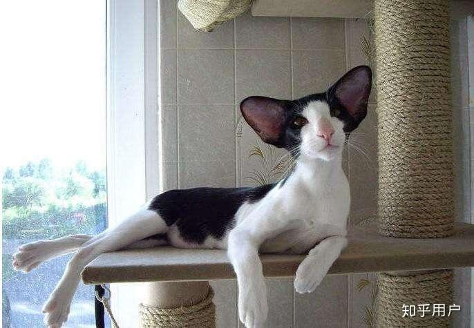 养东短(东方短毛猫)是什么体验? - 知乎